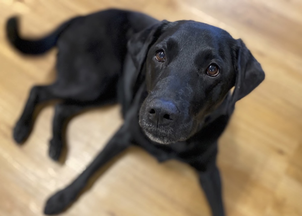 Il mio cane zoppica Cosa posso fare? Animale Salute