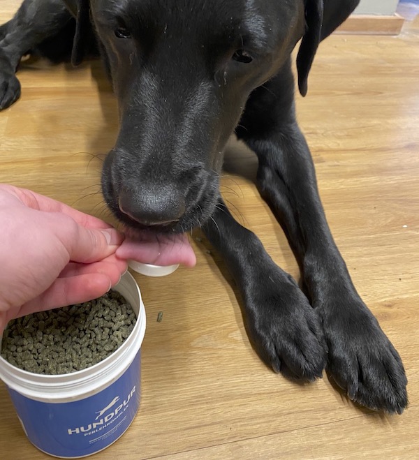 Il mio cane zoppica Cosa posso fare? Animale Salute