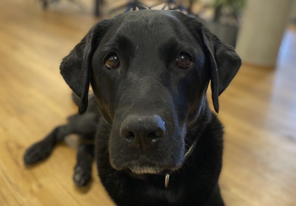 Il mio cane zoppica Cosa posso fare? Animale Salute