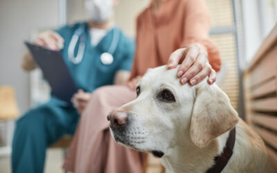 La neosporosi del cane: una grave parassitosi spesso nascosta