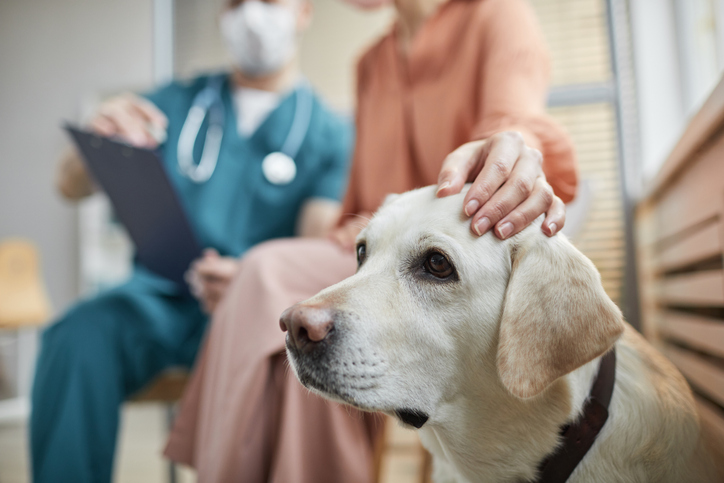 La neosporosi del cane: una grave parassitosi spesso nascosta