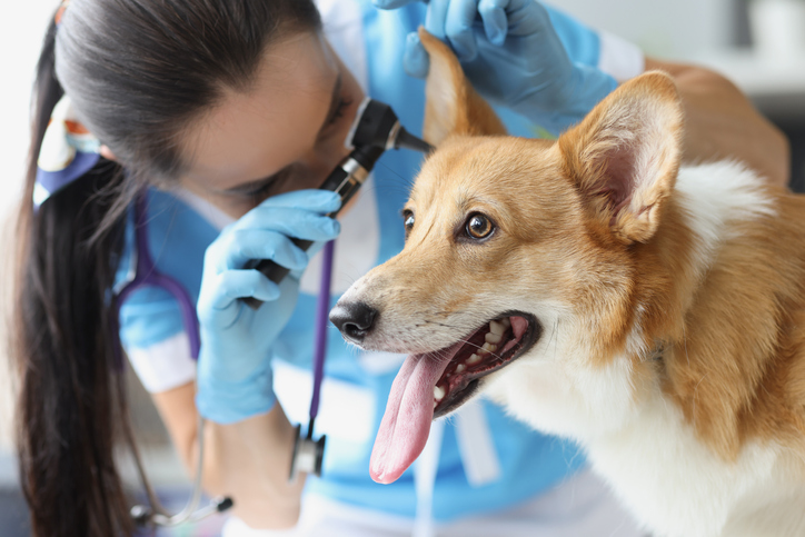 Otite nel cane e nel gatto: diagnosi, terapia e prevenzione