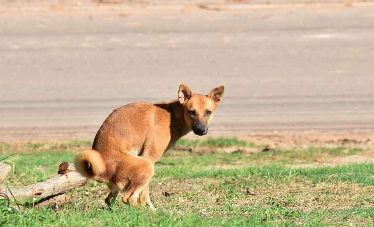 Cosa fare quando il cane ha la diarrea